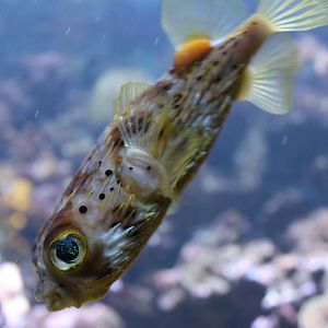 Spiny puffer