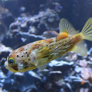Spiny puffer