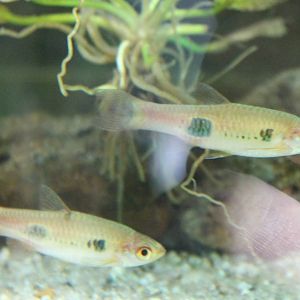 Rasbora kalochroma