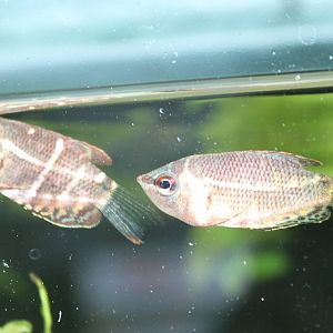 Chocolate gourami's