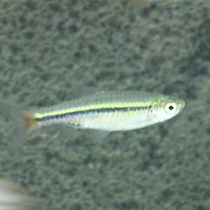 Rasbora borapetensis