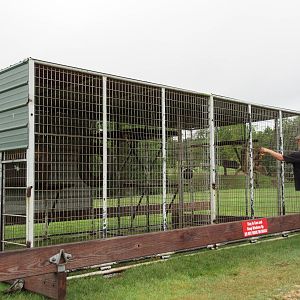 Wild Wilderness Drive Through Safari - Employee Feeding Olive Baboons