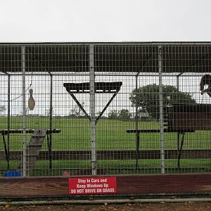 Wild Wilderness Drive Through Safari - Olive Baboon Cage