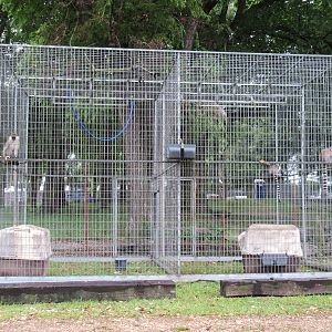 Wild Wilderness Drive Through Safari - Vervet Monkey/Ring-Tailed Lemur Cage
