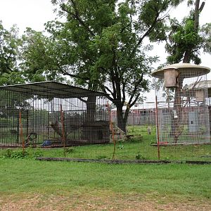 Wild Wilderness Drive Through Safari - Assorted Primate Exhibits