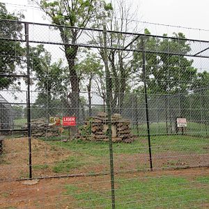 Wild Wilderness Drive Through Safari - Liger Exhibit