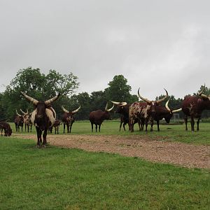 Wild Wilderness Drive Through Safari - Ankole Cattle