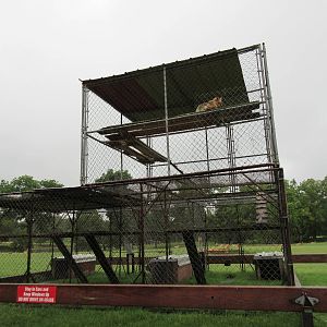 Wild Wilderness Drive Through Safari - Red Fox Exhibit