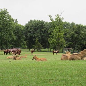 Wild Wilderness Drive Through Safari - Assorted Hoofstock