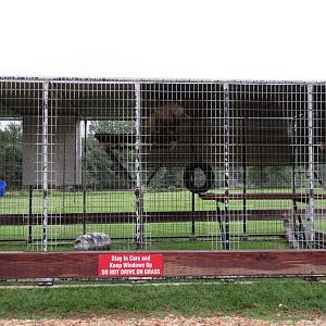 Wild Wilderness Drive Through Safari - Two Baboon Cages
