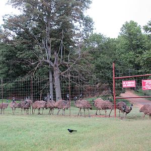 Wild Wilderness Drive Through Safari - Emu Paddock