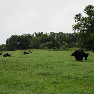 Wild Wilderness Drive Through Safari - Yak Paddock