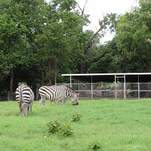 Wild Wilderness Drive Through Safari - Zebras + Pig Shelter
