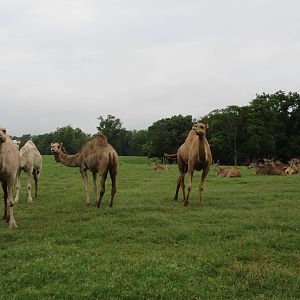 Wild Wilderness Drive Through Safari - Assorted Hoofstock