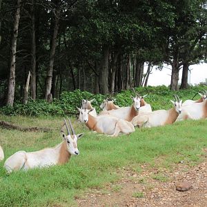 Wild Wilderness Drive Through Safari - Scimitar-Horned Oryx
