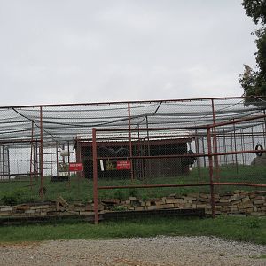 Wild Wilderness Drive Through Safari - American Black Bear/Baboon/Rhesus Ma