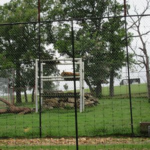 Wild Wilderness Drive Through Safari - Bengal Tiger Exhibit
