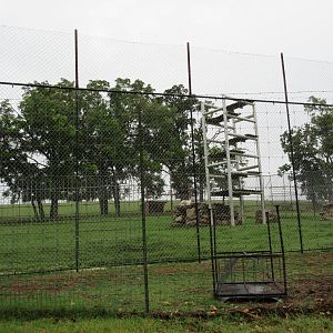 Wild Wilderness Drive Through Safari - White Tiger Exhibit