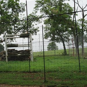 Wild Wilderness Drive Through Safari - Bengal Tiger Exhibit
