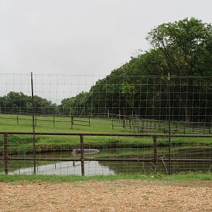 Wild Wilderness Drive Through Safari - Nile Hippo Exhibit