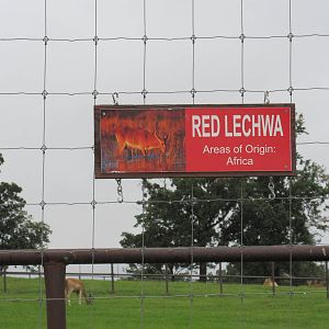 Wild Wilderness Drive Through Safari - Red Lechwa!