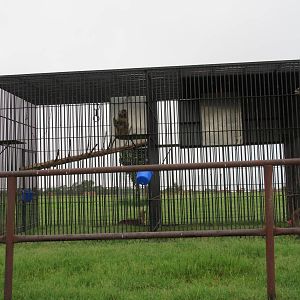 Wild Wilderness Drive Through Safari - Baboon Cages