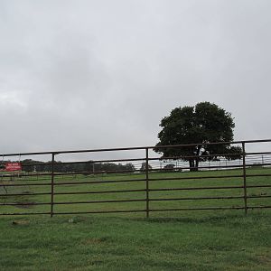 Wild Wilderness Drive Through Safari - Nile Hippo Exhibit