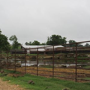 Wild Wilderness Drive Through Safari - Nile Hippo Exhibit