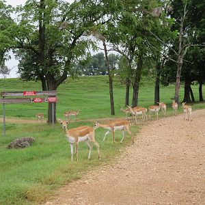 Wild Wilderness Drive Through Safari - Blackbuck