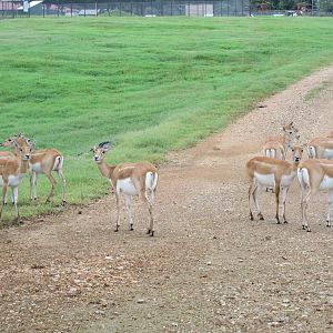 Wild Wilderness Drive Through Safari - Blackbuck