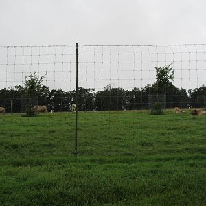Wild Wilderness Drive Through Safari - White American Bison Exhibit
