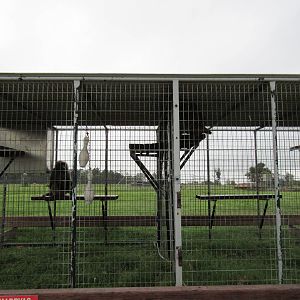 Wild Wilderness Drive Through Safari - Baboon Cages