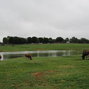 Wild Wilderness Drive Through Safari - Black Wildebeest