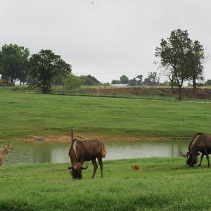 Wild Wilderness Drive Through Safari - Black Wildebeest + Nilgai