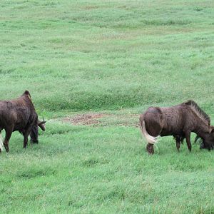 Wild Wilderness Drive Through Safari - Black Wildebeest
