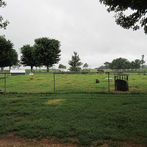 Wild Wilderness Drive Through Safari - Wallaby/Muntjac Exhibit