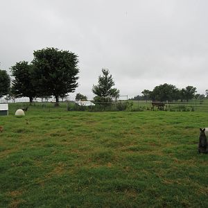 Wild Wilderness Drive Through Safari - Wallaby/Muntjac Exhibit