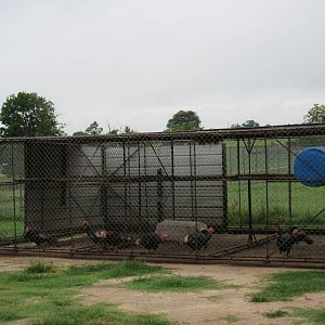 Wild Wilderness Drive Through Safari - Turkey Exhibit