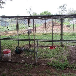 Wild Wilderness Drive Through Safari - Trapped Peacock #1