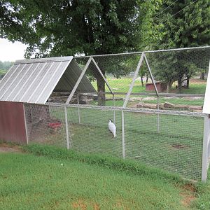 Wild Wilderness Drive Through Safari - Pheasant Aviary