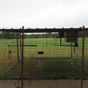 Wild Wilderness Drive Through Safari - Lemur Exhibit #1