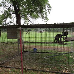 Wild Wilderness Drive Through Safari - Capuchin Exhibit