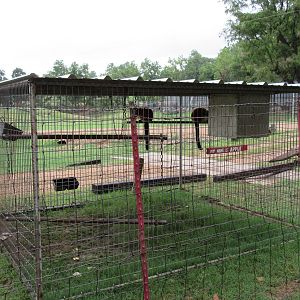 Wild Wilderness Drive Through Safari - Lemur Exhibit #3