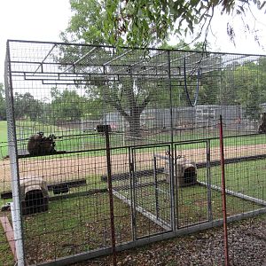 Wild Wilderness Drive Through Safari - Ring-Tailed Lemur/Vervet Monkey Exhi
