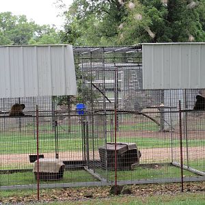 Wild Wilderness Drive Through Safari - Primate Exhibits