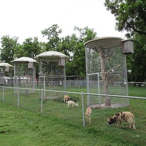 Wild Wilderness Drive Through Safari - Bird Aviaries