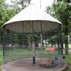 Wild Wilderness Drive Through Safari - White-Handed Gibbon Exhibit