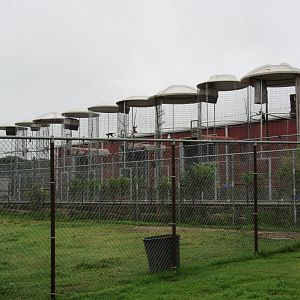 Wild Wilderness Drive Through Safari - Assorted Primate Exhibits