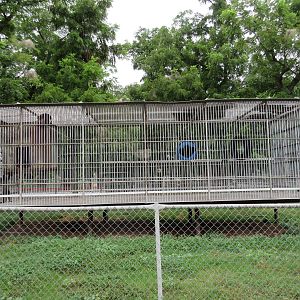 Wild Wilderness Drive Through Safari - Blue Monkey Exhibit