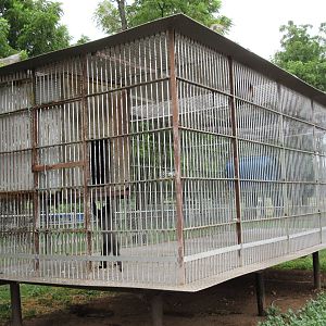 Wild Wilderness Drive Through Safari - Blue Monkey Exhibit